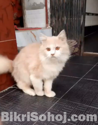 পিওর পার্শিয়ান বিড়াল